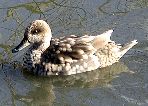 Marbled teal